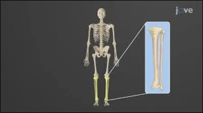 The tibia is the largest bone in the human body.