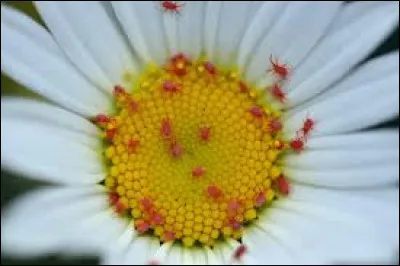 The otter has 6 legs.