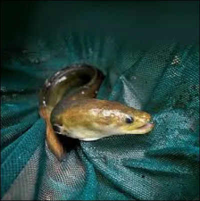 The eel is an animal that belongs to the fish family.