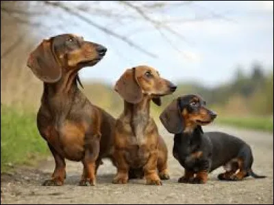 What do we call the dachshund?