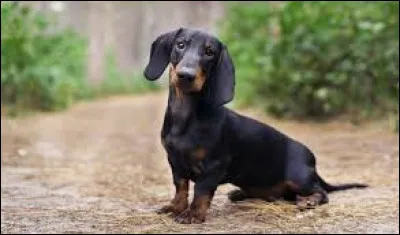 Where does the Dachshund rank in the top 20 French dog breeds of 2025?
