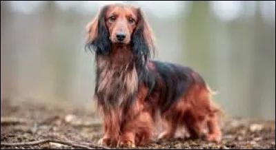 On average, the standard dachshund weighs: