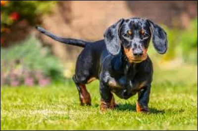 The Dachshund is a breed that originated in Germany. How do you say the name of this breed in German?