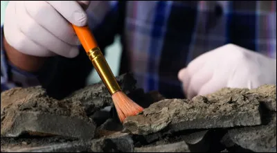 Which science studies the Earth?