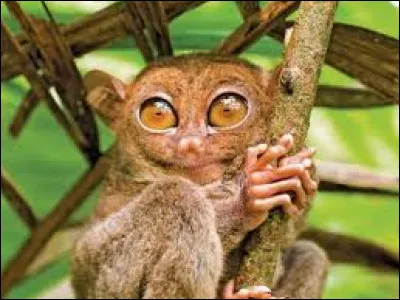 What is this animal found in the Philippines?