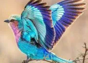 Quiz Culture générale avec les oiseaux