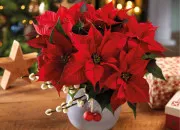 Quiz Des fleurs pour égayer l'hiver !