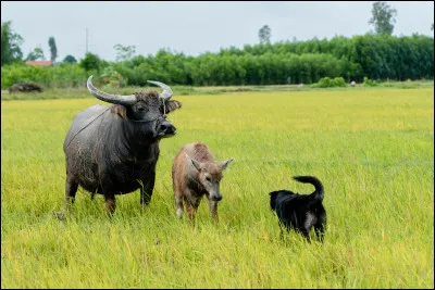 Which animal is the national animal of the Philippines?
