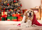 Quiz Chien, chat ou les deux ?