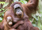 Quiz Les singes font la culture générale