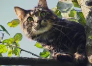 Quiz Les chats