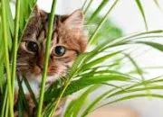 Quiz C'est un animal ou une plante ?