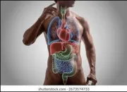 Quiz Les organes du corps humain