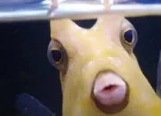Quiz Reliez l'animal à une solution