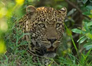 Quiz General knowledge quiz to learn English