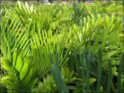 What do plants need to grow?