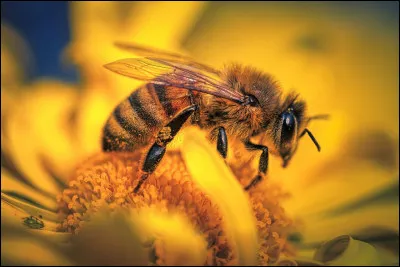 What do bees make?