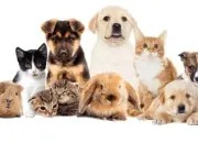 Quiz Les animaux domestique