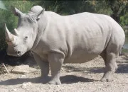 Quiz Quel est cet animal ?