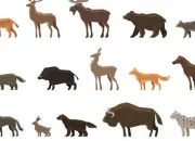 Quiz Les mammifères de A à Z