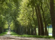 Quiz Et si on grimpait aux arbres ! n°51