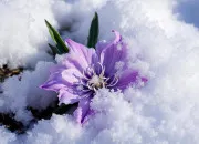 Quiz Les fleurs font le LDM