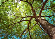 Quiz Quiz sur les espèces d'arbres