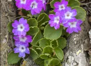 Quiz Douze fleurs de printemps à retrouver