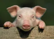 Quiz Cochon : vrai ou faux !