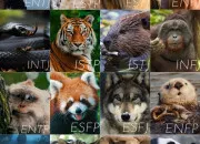 Quiz Animaux en anglais