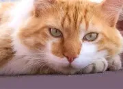 Quiz Reconnaitre et prévenir les maladies chez le chat. Partie 1
