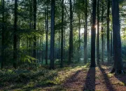 Quiz Les secrets de la forêt 🌳