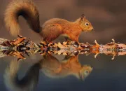 Quiz Les animaux de la forêt 🐿️