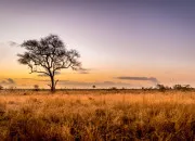 Quiz Les animaux de la savane 🦒