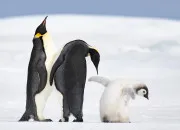 Quiz Les animaux de la banquise 🐧