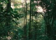 Quiz Les secrets de l’Amazonie 🌳