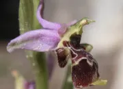 Quiz Les fleurs sauvages en Provence (9)