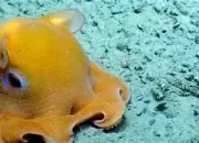 Quiz La pieuvre Dumbo - Partie 1 : physique et mode de vie