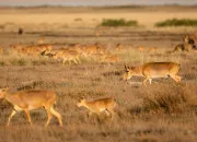Quiz Trouveras-tu les animaux ?
