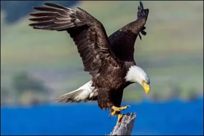 Which bird is also the national symbol of the USA ?