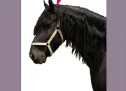 Quiz Quizz étrier d'or (Galop 3) sur la morphologie de la tête