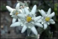 What is the name of this flower?