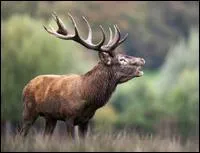 What do we call the female of this animal?