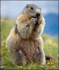 What is this animal?