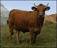 How is called this cow found in the Tarentaise?