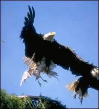 What is the name that bird?