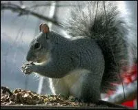 What is this animal?