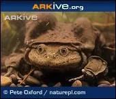 What curse was he putting on people?