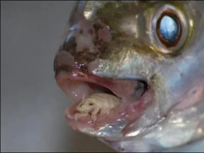 What is that in it's mouth?