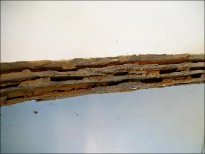 The damage in this picture was done by which insect?